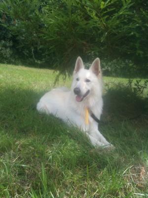 Not A Wolf Not A Wolf, White German Shepherd